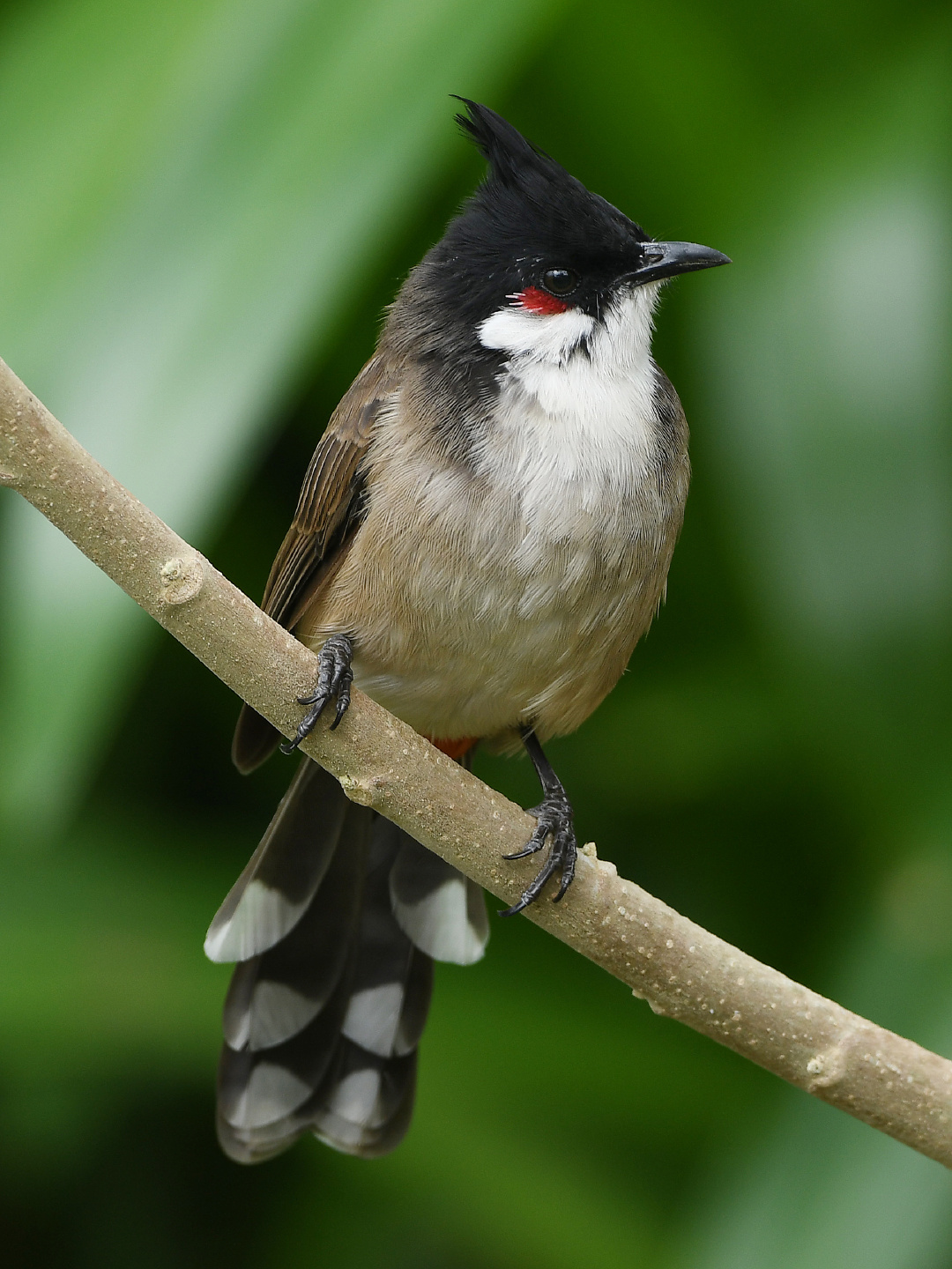 包含猕zJ-櫠eF括?懦?鷁	?媎?窰的词条